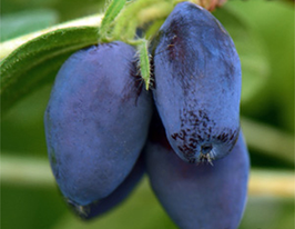 Жимолость Дуетакупити