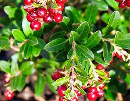 Брусниця Корал (Koralle)купити