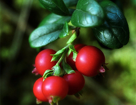 Брусниця Руно Білявське (Runo Bielawski)купити