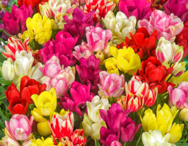 Суміш багатоквіткових тюльпанівкупити
