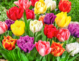 Суміш махрових тюльпанівкупити