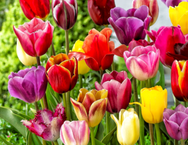 Смесь тюльпанов триумф купить