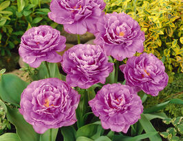 Тюльпан Махровый Лилак перфекш (Lilac perfection) купить