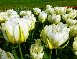 Тюльпан махровый Маунт Такома (Mount Tacoma) купить