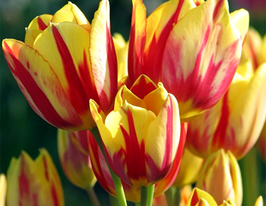 Тюльпан Багатоквітковий Кольоровий Спектакль (Colour Spectacle)купити