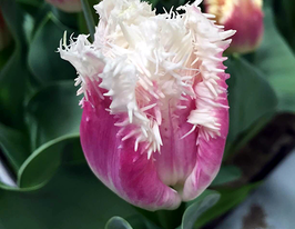 Тюльпан Siesta (Сиеста) купить