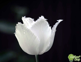 Тюльпан Swan wings (Свон вингс) купить