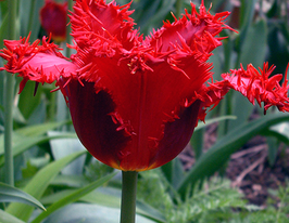 Тюльпан бахром. Valery Gergiev (Валерий Гергиев) купить
