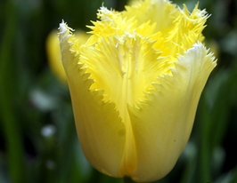 Тюльпан Бахромчастый Maja (Майя) купить