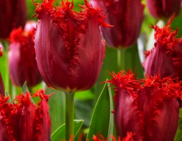 Тюльпан бахромчатый Пасифик Перл (Pacific Pearl) купить