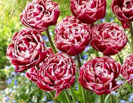 Тюльпан махровый Драмлайн (Drumline) купить