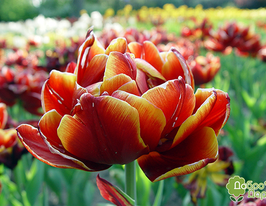 Тюльпан махровый Аллегретто (Allegretto) купить