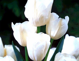Тюльпан багатоквітковий White bouquette (Уайт букет)купити