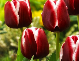 Тюльпан триумф Армани (Armani) купить