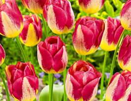 Тюльпан Триумф Бостон (Boston) купить