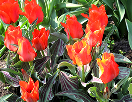 Roodkapje (Рудкапьє)купити