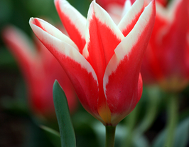 Pirand (Піранд)купити