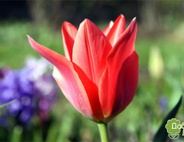 Princeps (Принцепс)купити