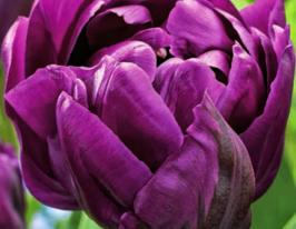 Тюльпан махровый Дабл Негрита (Double Negrita) купить