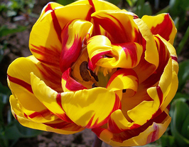 Тюльпан махровый Golden Nizza (Голден Ницца) купить