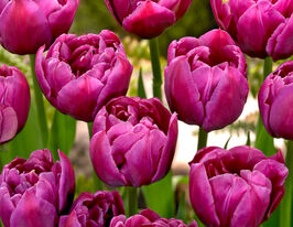 Тюльпан Махровый Маргарита (Margarita) купить