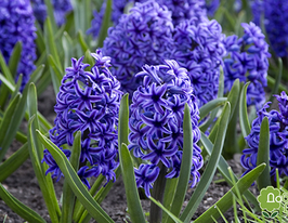 Гіацинт Аіда (Aida)купити