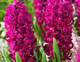 Гіацинт Вудсток (Woodstock)купити