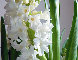 Гіацинт Carnegie (Карнегі)купити