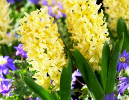 Гіацинт Сіті оф Гарлем (City Of Haarlem)купити