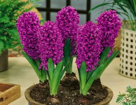 Гіацинт Міс Сайгон (Miss Saigon)купити