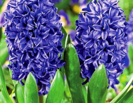 Гіацинт Блю Трофі (Blue Trophy)купити