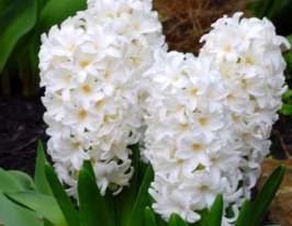 Гіацинт Фейрі Вайт (Fairy White)купити