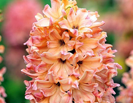 Гіацинт Odysseus (Одіссеус)купити