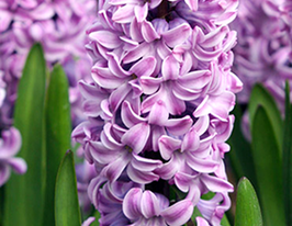 Гіацинт Purple pride (Пьорпл прайд)купити