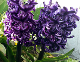 Rembrandt (Рембрандт)купити