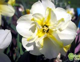 Donaupark (Донаупарк)купити