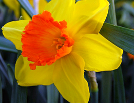 Orange progress (Оранж прогрес)купити