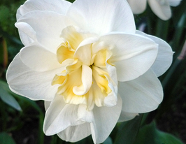 Madison (Медісон)купити