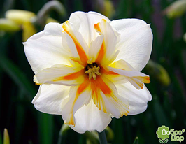 Trepolo (Треполо)купити