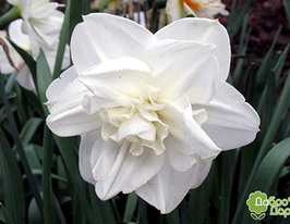 White medal (Уайт медал) в горщикукупити