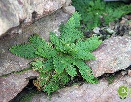 Селагинелла Lepidophylla (Чешуйчатая) купить
