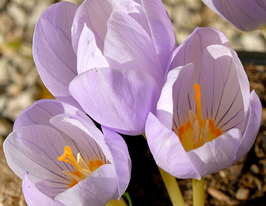 Крокус Kotschyanus (Котчианус) купить