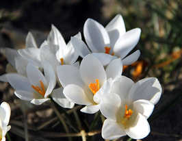 Miss Vain (Міс Вейн)купити