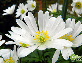 White splendour (Уайт сплендор)купити
