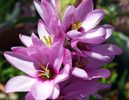 Jesse (Джесси) купить