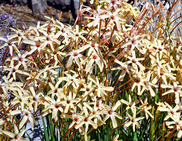 Eos (Эос) купить