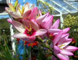 Rose emperor (Роуз эмперор) купить