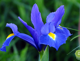 Blue (Блакитний)купити