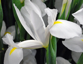 Mount Everest (Маунт Еверест)купити