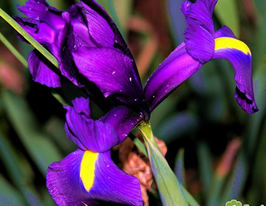 Ірис голландський Фіолетовий (Purple)купити